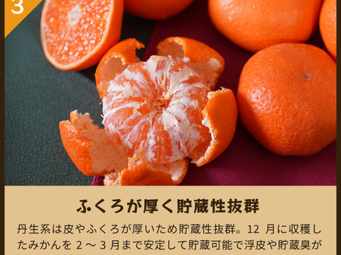 【送料無料（一部地域を除く）】 蔵出しみかん丹生系5kg｜和歌山県海南市下津町産。晩生みかんの 果物