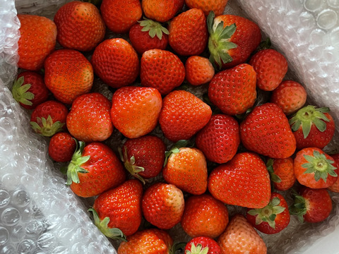 【大特価!!春SALE】
ばら詰めいちごBOX！