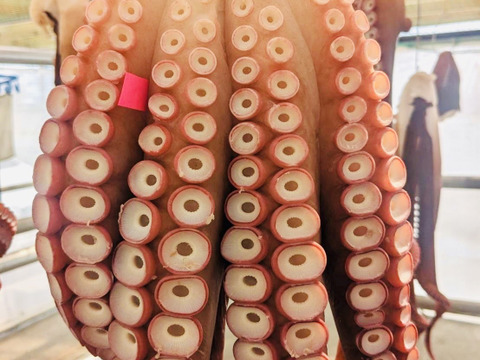 1.2kgミズダコ足頭セット【人気No1】活茹でタコ【真空加工】　北海道白老産