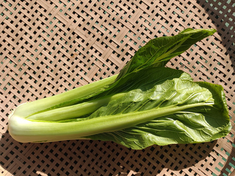 [なゆた農場]冬の葉物野菜セットLサイズ（10袋分）