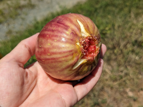 【厳選】朝採れ甘熟イチジク（桝井ドーフィン）