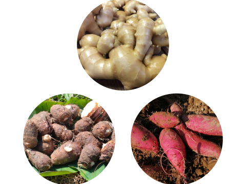 生姜・里芋・さつまいもセット【農薬・化学肥料 不使用】