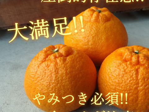 【数量限定★極上の食べ比べ】🏆みかん柑橘グランプリ2026最高金賞含む最多４部門受賞の「木熟せとか」＆店長イチ押しの高糖度しらぬい「甘熟デコ」　サイズ混合　お試し品　約2.25ｋｇ【415-225k】