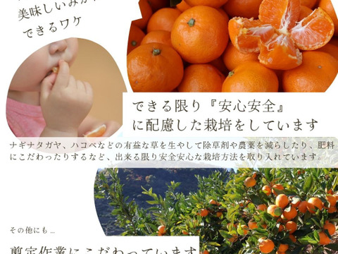 農家直送！しらぬい　2.5kg  【平武農園】〜蛍飛ぶ町から旬の便り〜　和歌山｜有田｜田口｜ギフト