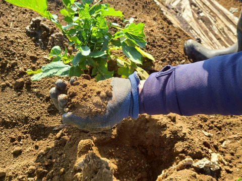 じんわ〜り染みる！冬の濃厚とろ甘大根 約9kg（農薬・化学肥料・除草剤・防虫剤不使用）