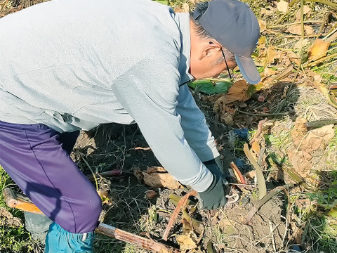 皮ごと茹でて✨美味しい ✨小ぶりな里芋1kg(セレベス:赤目芋)｜農家直送✅｜家庭用🎁❗️