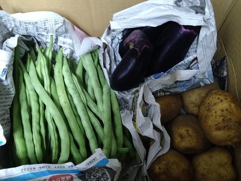 はねだしでお得!!自然栽培お任せ野菜セット