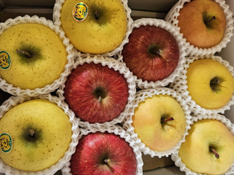 【食べ比べ】青森県産3品種詰合せりんご約3㎏（キャップ8～12個）