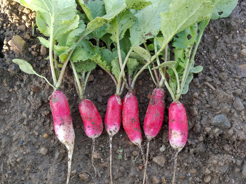 【数量限定】IdeaFarmのラディッシュ 1kg（紅白セミロングタイプ）