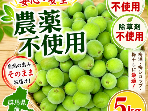 【予約販売】農薬不使用 青梅 5Kg 自家農園 梅酒 梅シロップ 農家直送 収穫後発送