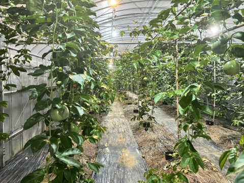 贈答用‼︎南国のパッションフルーツ‼︎5個入り