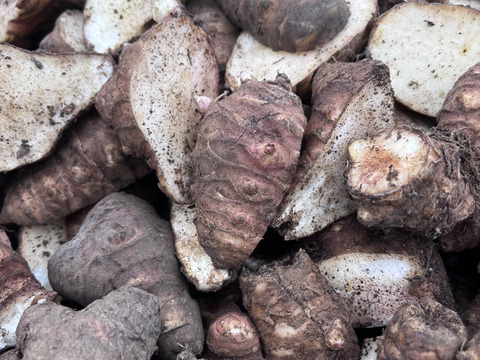 紫菊芋　イヌリンの宝庫　食べて腸活　2kg