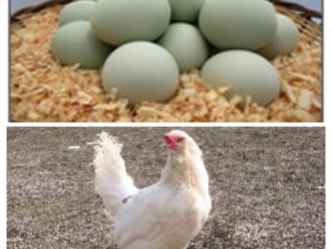 🉐青空飼育【富士の極卵】4種類の純国産鶏60個食べくらべ