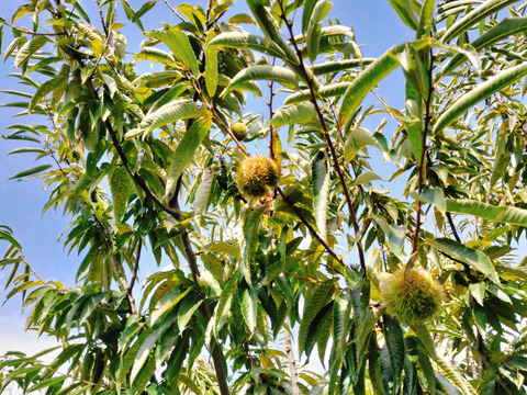 自然栽培　丹波産『黒枝豆』と『丹波栗（中粒）』500ｇセット