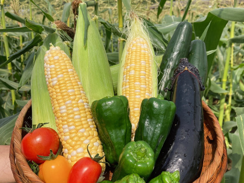 栄養満点✨夏の野菜セット!!《朝採り!!》直売所では毎年売り切れ!!フルーツのような甘さと、食べ飽きない食味!赤峯農園のプレミアムスイートコーン『あま嬢』&簡単便利!!『ドライベジ』入り✨