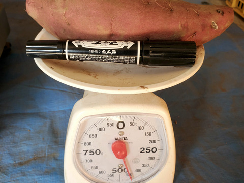 調理サイズ2.5kg/箱詰/洗浄済み　栗かぐや