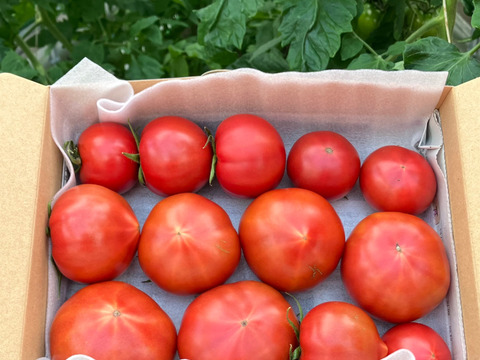 【甘くて濃厚❗️】フルーツトマトさやまる(無選別)
