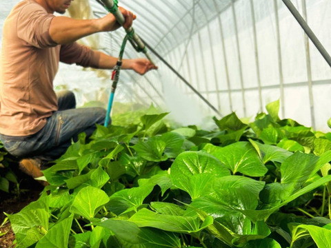 【秋の収穫祭 ハロウィン企画 数量限定】有機JAS 南阿蘇産さつまいもハロウィンスイート（3kg） x 坊ちゃんかぼちゃ（500g以上 x 2個）