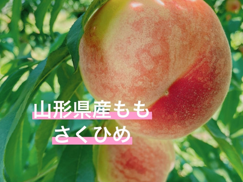 お試し♡さくひめ♡新品種♡山形県産もも♡