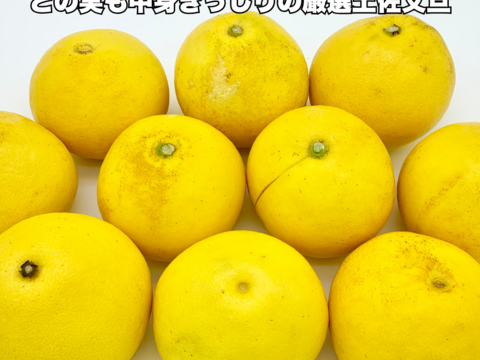 【日本ギフト大賞受賞】【在庫僅少特価品】園主こだわり土佐文旦 訳あり 7kg （4L～L）　　　　土佐文旦 ぶんたん ブンタン 高知  みかん 国産みかん 果物 柑橘