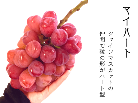 《彩り3色セット》すべて皮ごとOK！泉州パープル1房＋シャインマスカット1房＋マイハート1房のセット