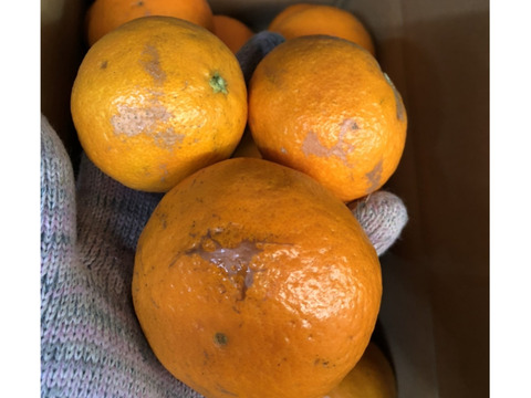 なつみ　家庭用3キロ