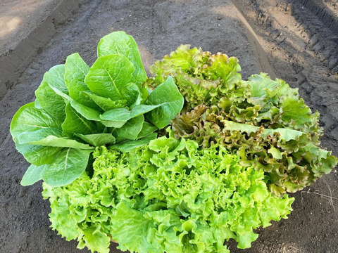 阿蘇の天然水で育ったレタスセット（約1.3kg＝約６株分）おまけ野菜付き