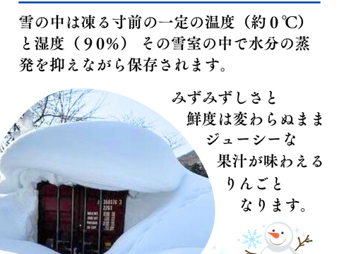 【雪中貯蔵リンゴ】【2箱入り】1月下旬より発送ふじ 家庭用 約8〜10玉 3キロ 希少 発送 りんご 雪室 秋田 雪 甘い 雪中貯蔵 長期保存りんご りんごの効能 Apple 母の日 ギフト フルーツ