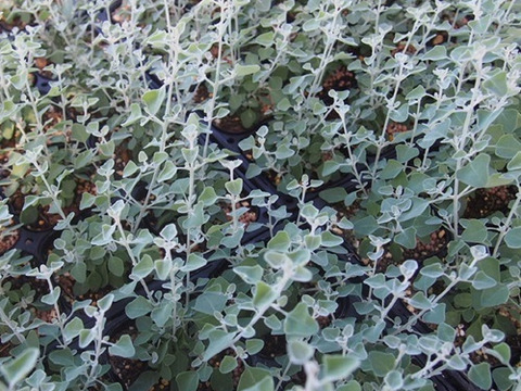 2個セット ラゴディア ハスタータ （ホワイトソルトブッシュ） カラーリーフ 常緑低木