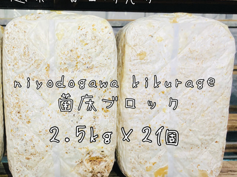 【大人の自由研究】【6月5日までの限定販売】『高知県産きくらげ栽培用の菌床ブロック×2個』簡単な育て方リーフレット付 ※商品到着後1週間以内に切込みを入れ栽培できる方