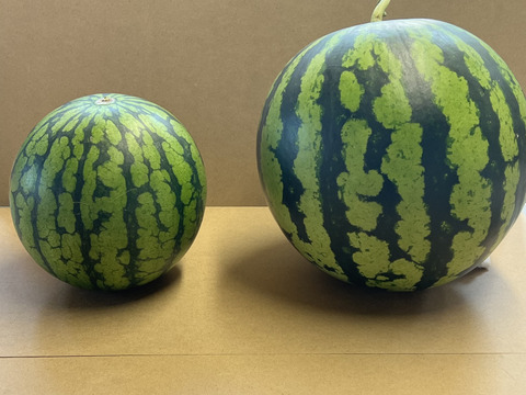 夏丸スイカ 大玉【 1玉入り 】6kg以上 家庭用から贈答可能 秋田県産 スイカ お盆 フレッシュスイカ 夏の風物詩 ギフト お中元 夏丸 暑中見舞い 美味しい 甘い スイカ  糖度14