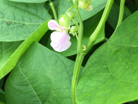 北海道の美味しいお豆！自家種　金時豆 約９００g