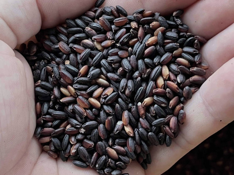黒米（古代米） 1kg　農薬・化学肥料不使用のスーパーフード