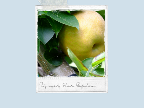 【豊里】5kg  大分県オリジナル品種＊品格ある爽やかさ＊おしゃれなマダムの風味＊希少品種＊高級大玉品種＊庄内甘熟梨＊女性に人気　7~12玉【ご贈答】【ギフト】11月上旬頃〜発送