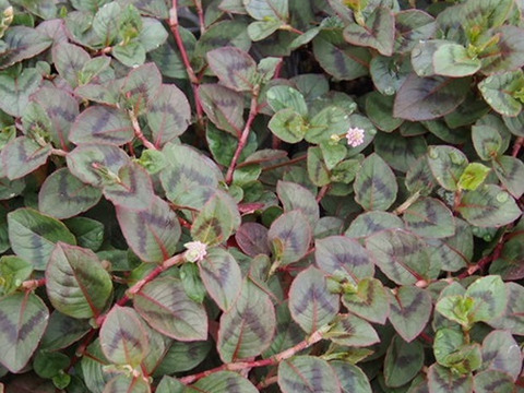 2個セット  ポリゴナム（ヒメツルソバ） カラーリーフ  グランドカバー イングリッシュガーデン 宿根草 多年草