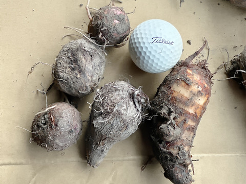 皮ごと茹でて✨美味しい ✨小ぶりな里芋1kg(セレベス:赤目芋)｜農家直送✅｜家庭用🎁❗️