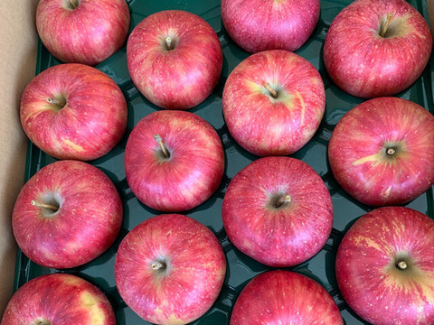 【 限定50箱1600円で販売中 】【 お楽しみ訳ありボックス🍎】山形県天童産 りんご 2.0k 【 林檎訳あり 】【 お試し商品 】【 朝もぎ 】リンゴ