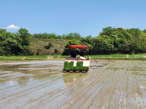 令和6年産 三重県ブランド米 結びの神 5kg 精米   みえの安心食材認定