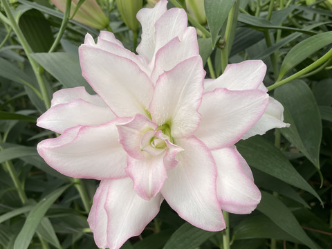 Rose Lily 白地にピンクのふち八重ユリ アヌースカ 4 6輪 3本束 久々の登場です 栃木県産の花 植物 食べチョク 産地直送 産直 お取り寄せ通販 農家 漁師から旬の食材を直送