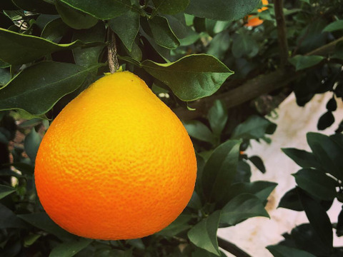 農薬・化学肥料・除草剤不使用　愛媛が誇る高級柑橘　ふぞろいのマドンナたち2kg(ご家庭用)
