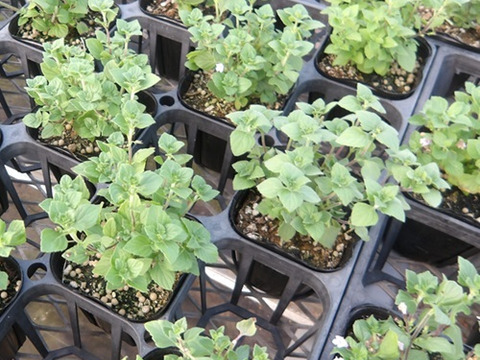 2個セット カラミンサ ネペタ マーベレッテブルー 宿根草 多年草 ブルーガーデン イングリッシュガーデン