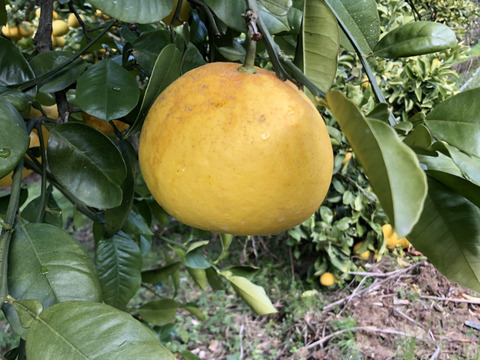 大崎上島産ゴールデン文旦　3kg