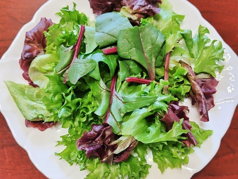 【数量限定：AML健康野菜セット】新商品サラダほうれん草をプラスした限定セットです！4種7袋セット【栽培期間中農薬不使用・完全閉鎖型水耕栽培】