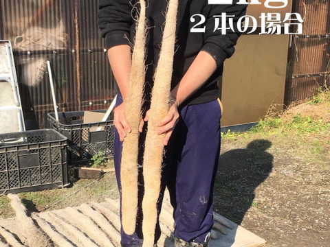 球磨川流域でたくましく育った自然薯2.3kg(1本物2〜4本)