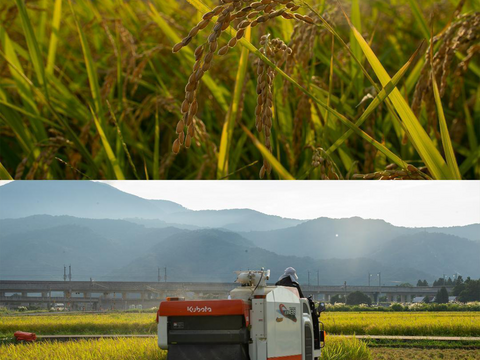 新潟県産,こしいぶき,和泉,10kg,令和7年新米,【受注後精米・農家直送】