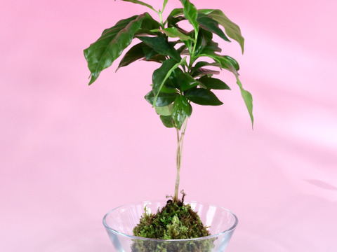 〜優しい空間を〜　苔玉コーヒーの木