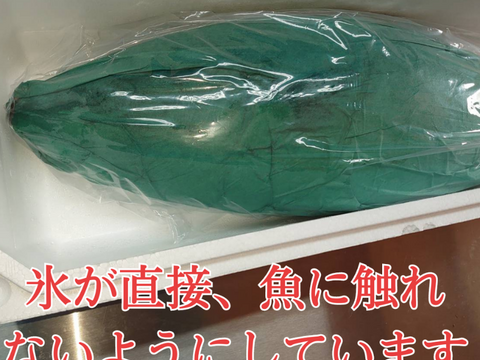 “ブリ＆ヒラマサの良い所取り！”養殖ブリヒラ1尾/箱