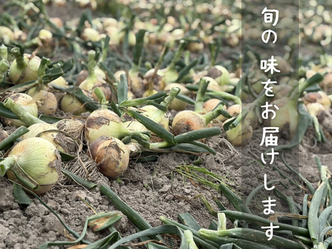 淡路島新玉ねぎ アンサー 10kg｜旨みと甘み、コクが広がる新玉ねぎ