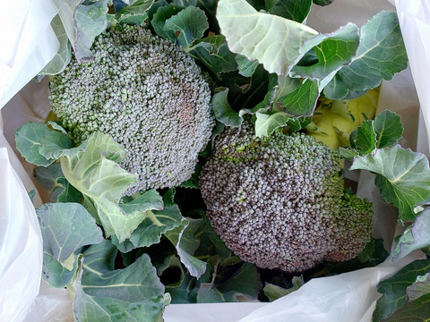 小さめブロッコリー ２株　高知県産
