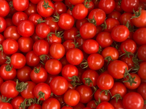 朝採り新鮮！甘みと酸味のバランスが最高なミニトマト！　1kg